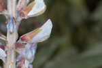 Gulf Coast lupine